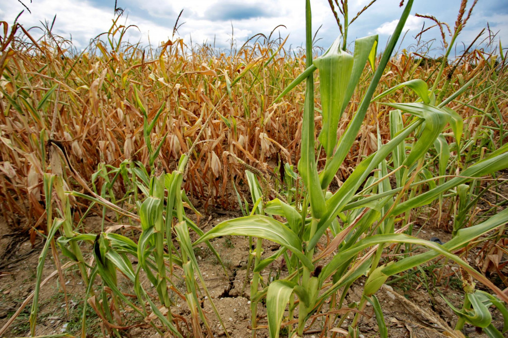 Suša, dugotrajna suša, sušna godina, u očekivanju kiše, polje kukuruza, polje kukuruza nakon suše