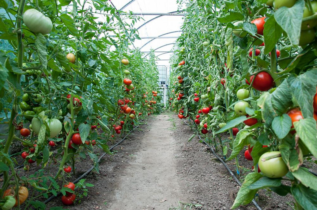 &lt;p&gt;rajčice, rajčica, plastenik, staklenik, poljoprivreda, poljoprivredna proizvodnja&lt;/p&gt;
