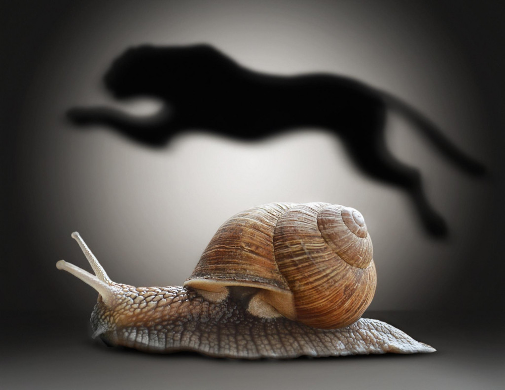 &lt;p&gt;Snail with cheetah shadow. Concept graphic in soft vintage style&lt;br&gt;
prerađivačka industrija&lt;/p&gt;