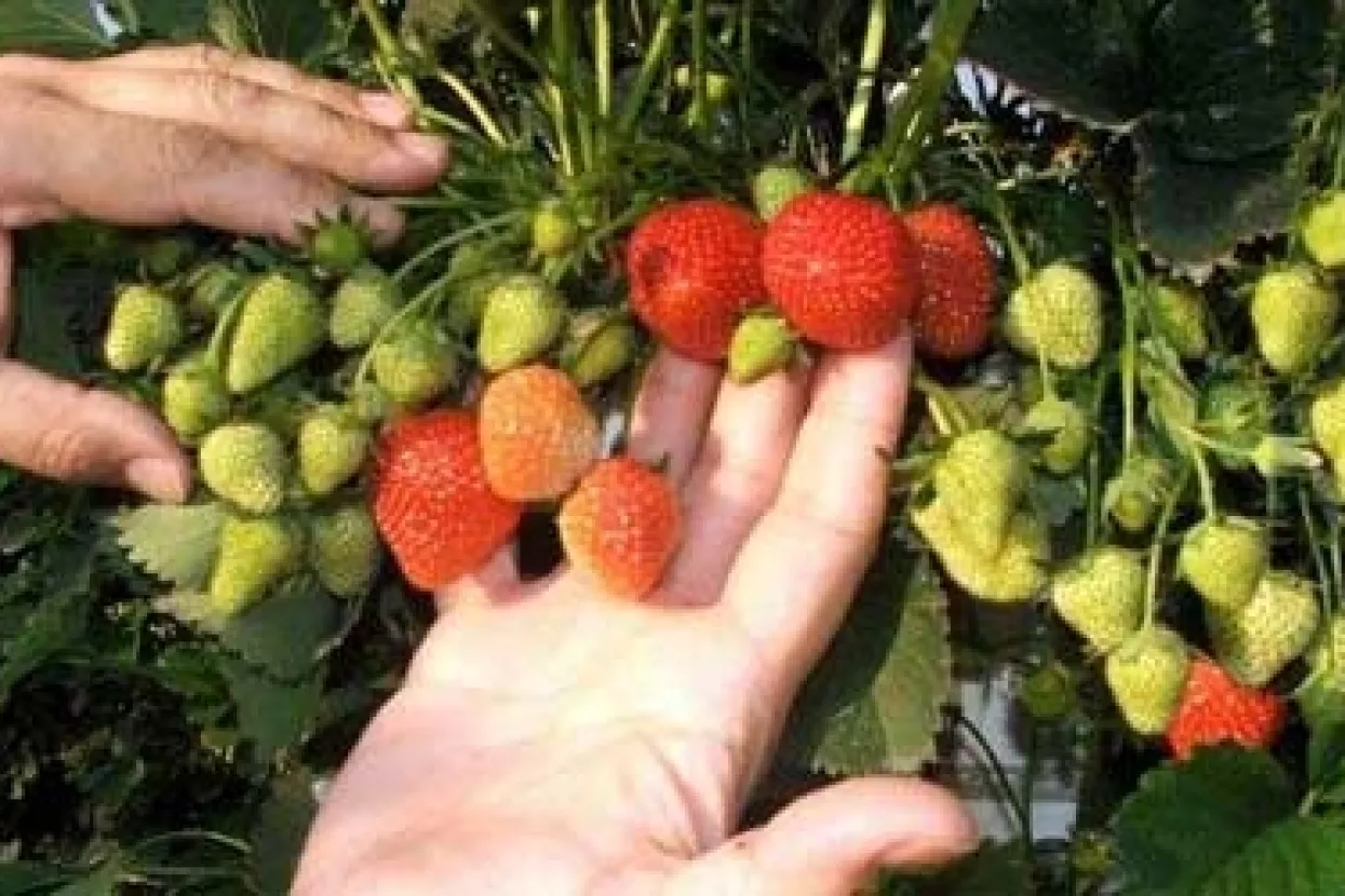 Za klaster jagoda 35 milijuna kuna
