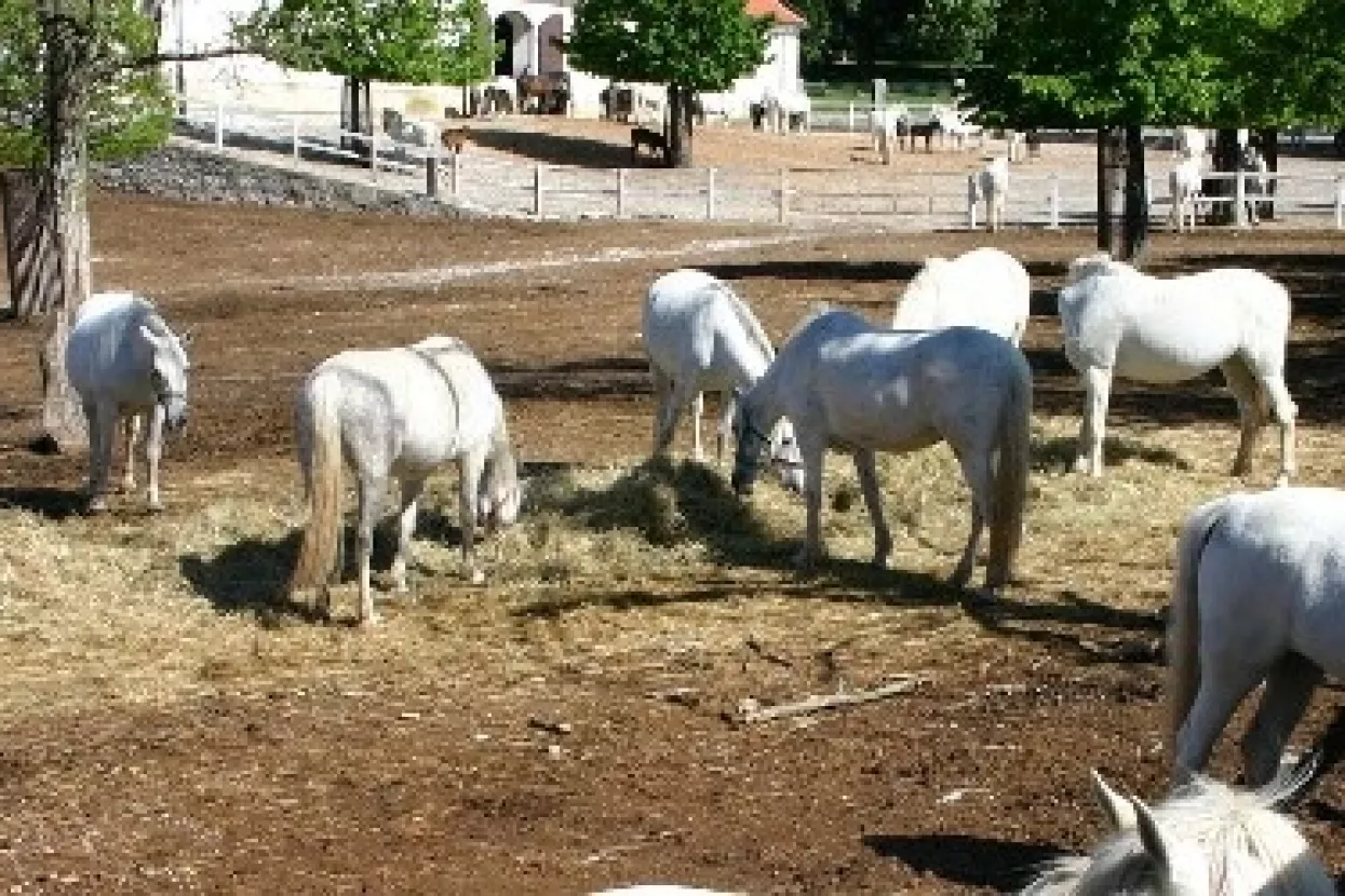 Todor Bukinac tvrdi da je vratio Hrvatskoj lipicance bez naknade