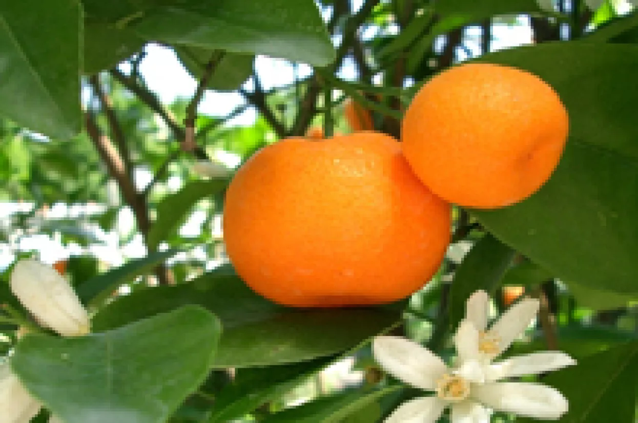 Za otkup mandarina i jabuka 43,5 milijuna kuna