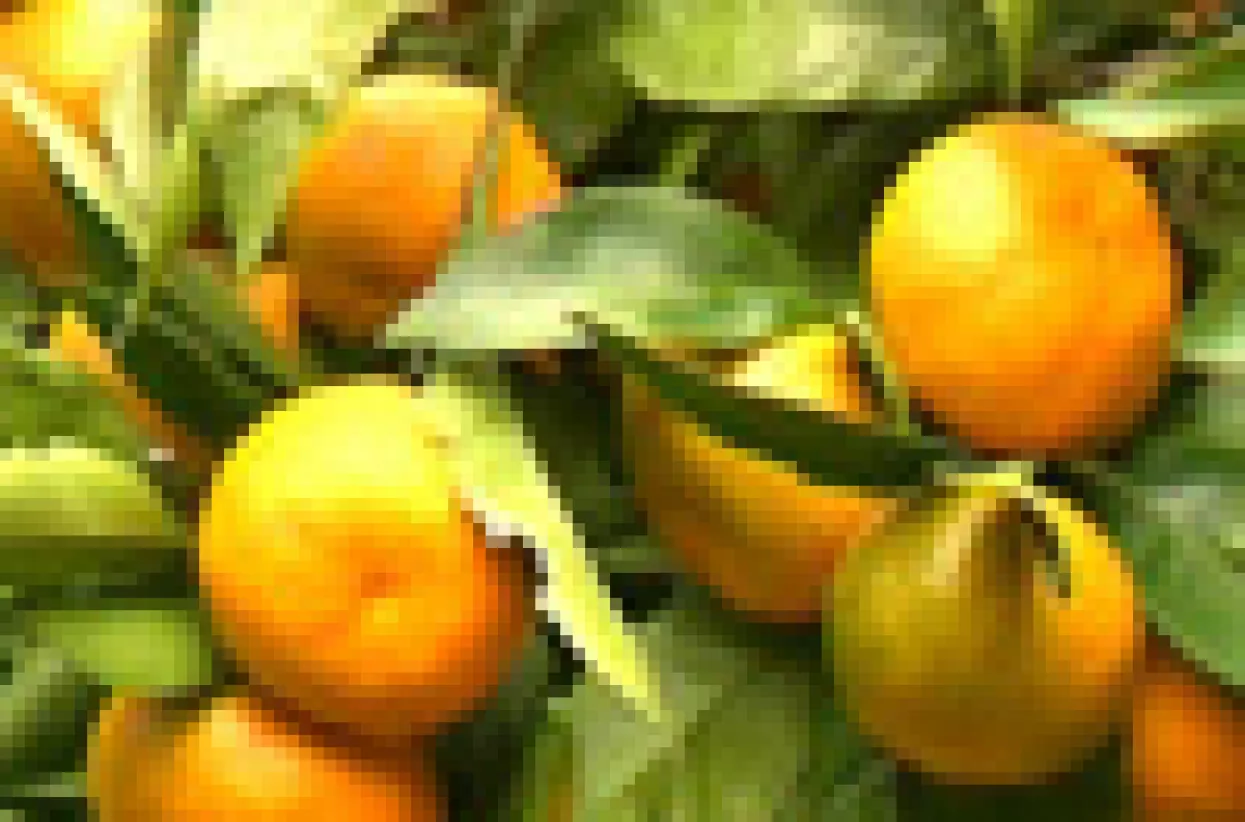 Konzum izvozi neretvanske mandarine u Veliku Britaniju