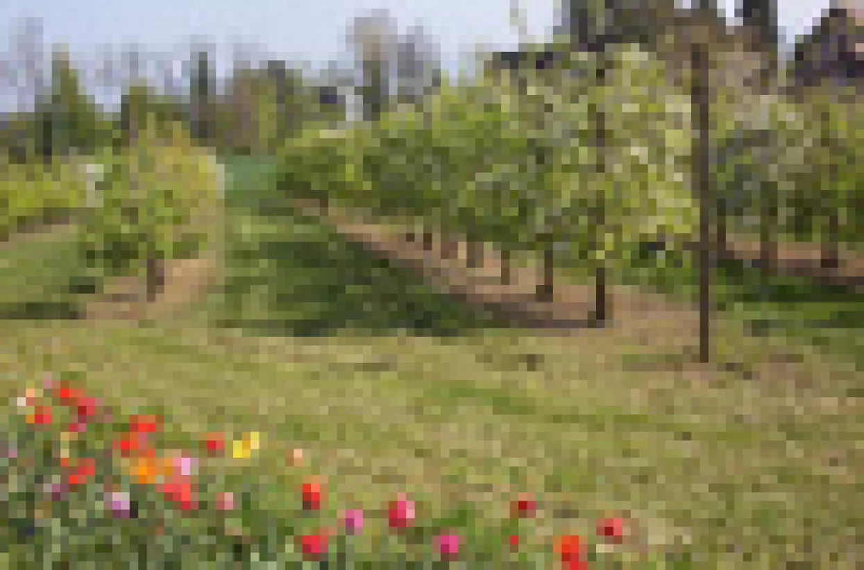 Precizirani uvjeti za subvencije voćarske i vinogradarske proizvodnje