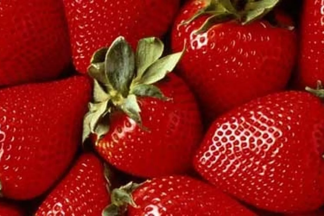 Jagode s bojnim otrovom