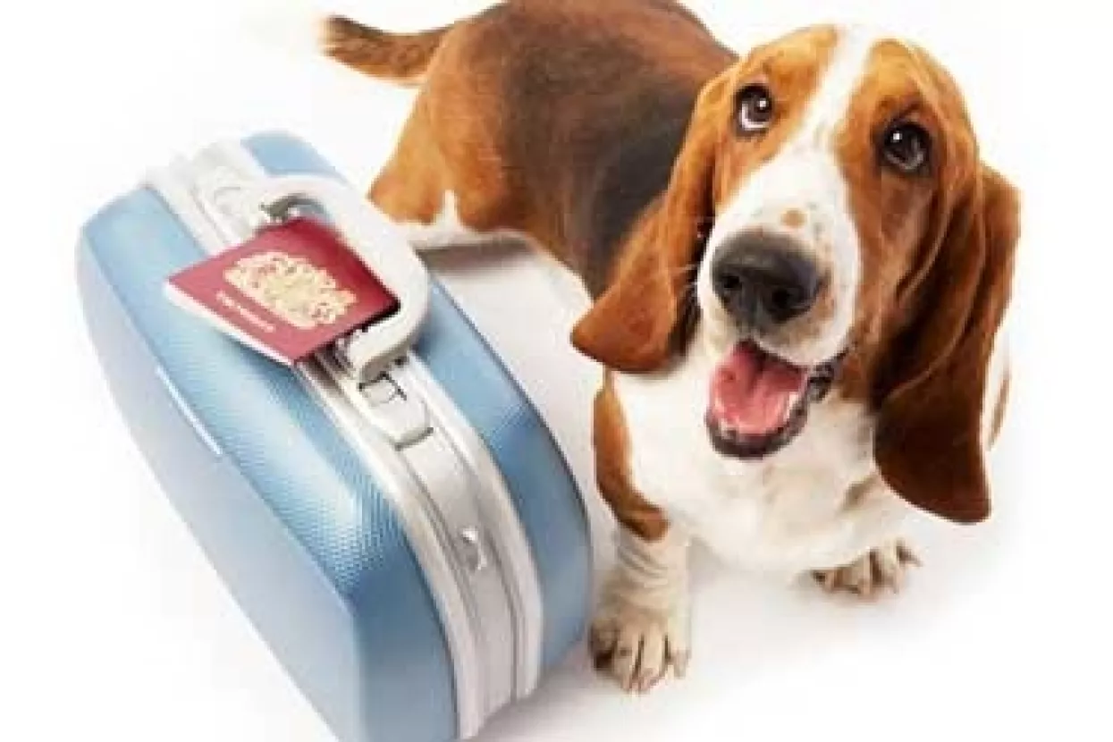 Pet Airways prvi avioprijevoznik za kućne ljubimce