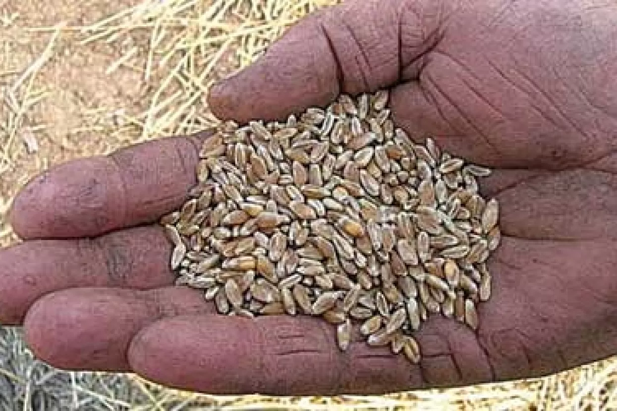 Agrokor od 5. kolovoza otkupljuje p&scaron;enicu po 1,20 kn za kilogram