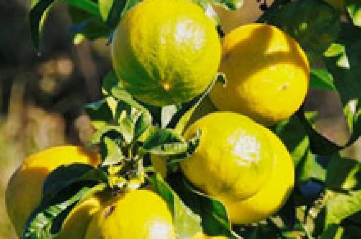 Bergamot - slatki miris praznika