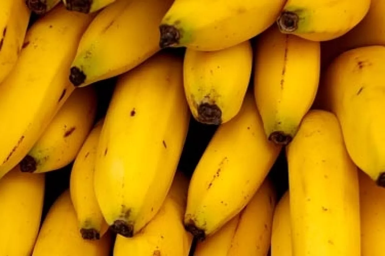 Plantaže banana mogle bi uskoro nestati