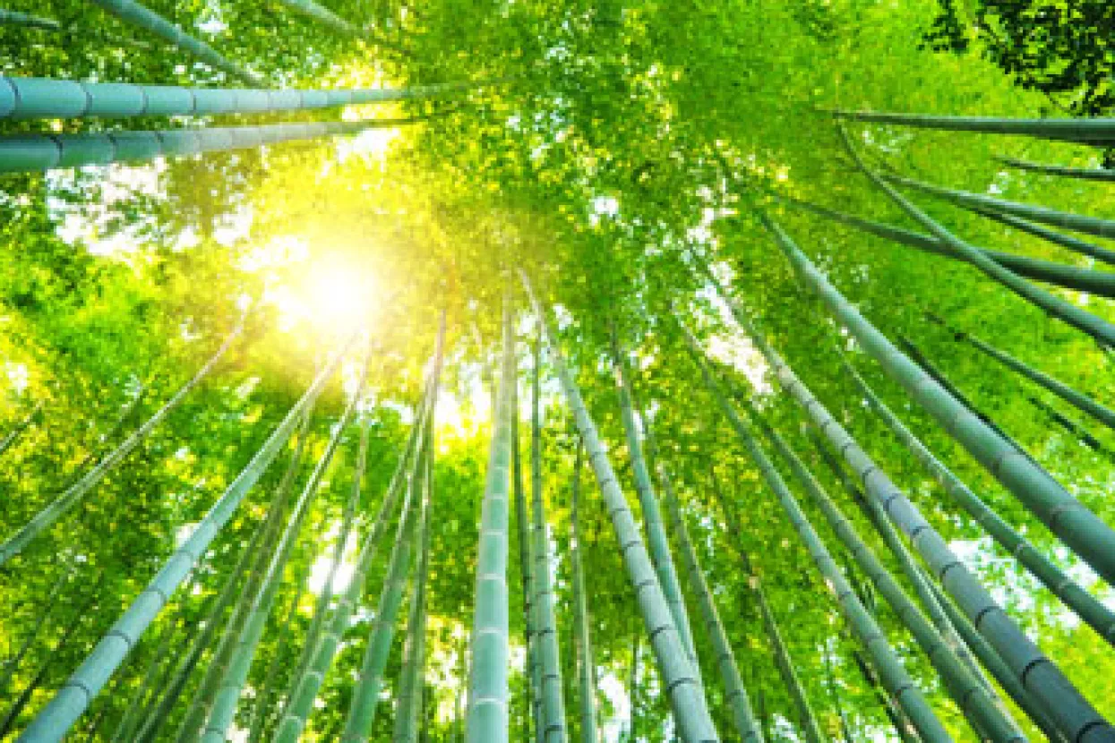 Rekordno visoke japanske devizne rezerve
