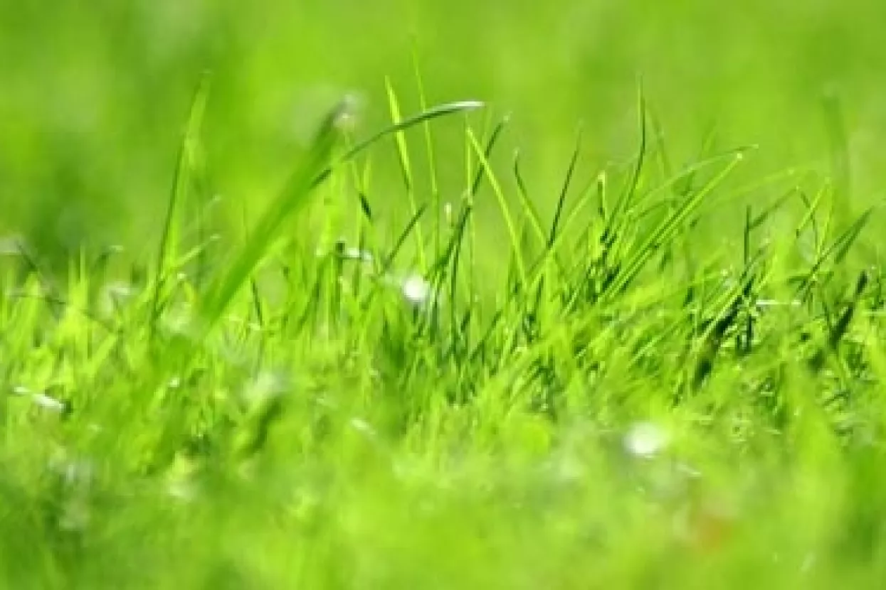 Znanstvenici razvijaju solarne panele od trave