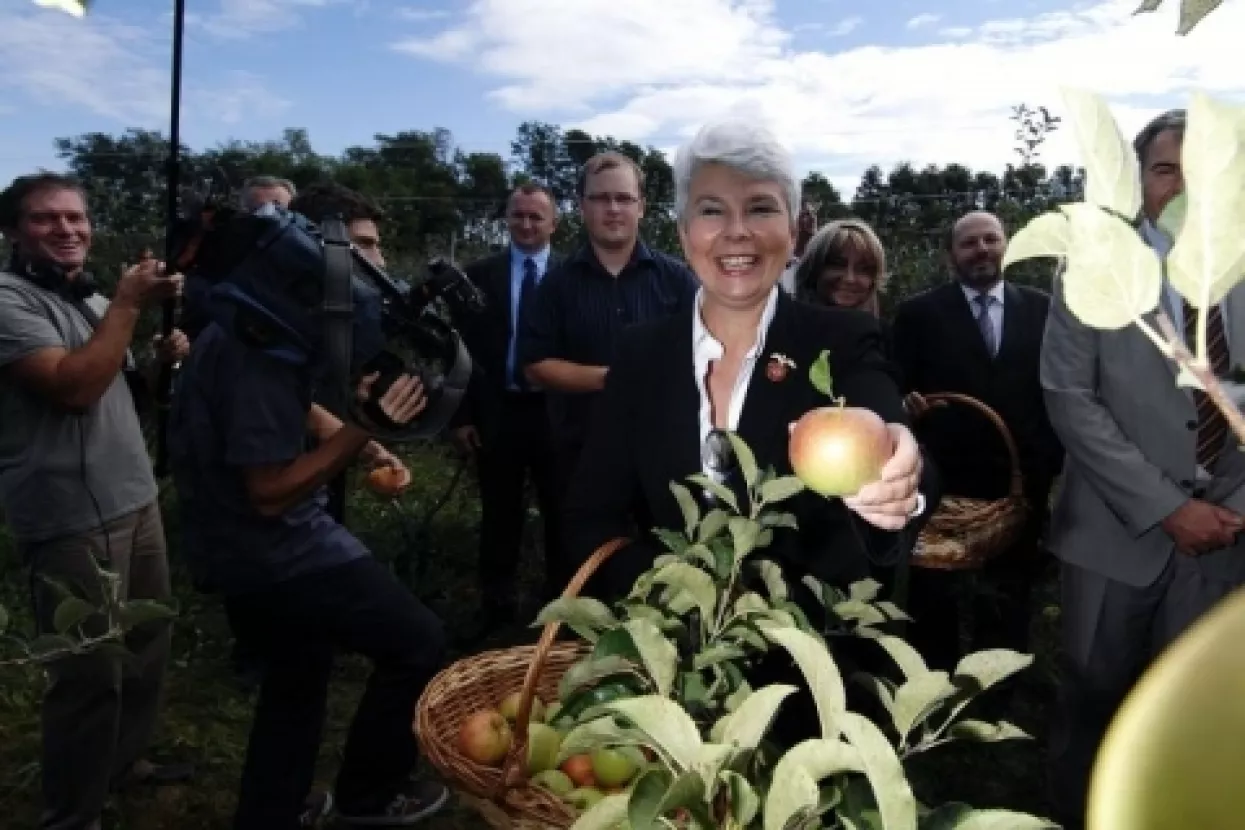 Kosoričino voće