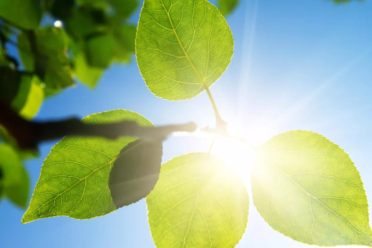 Sunce konačno zasjalo hrvatskim poduzetnicima