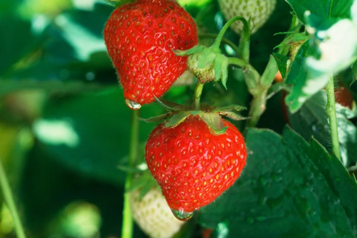 Sočna ruža u povrtnjaku