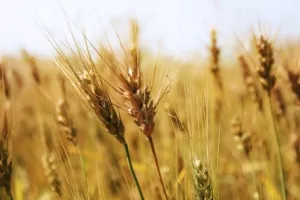 Seljaci nemaju za gorivo, žetva će se otegnuti