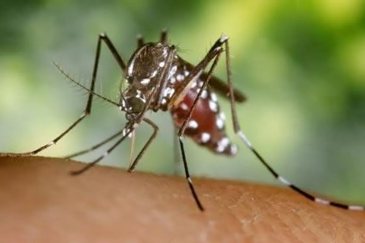 Za&scaron;to kupovati kemiju kad u borbi s insektima pomaže priroda