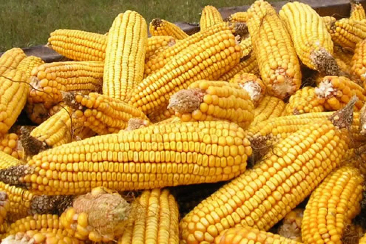 Hrvatska obnavlja robne zalihe kukuruza za 700.000 kilograma