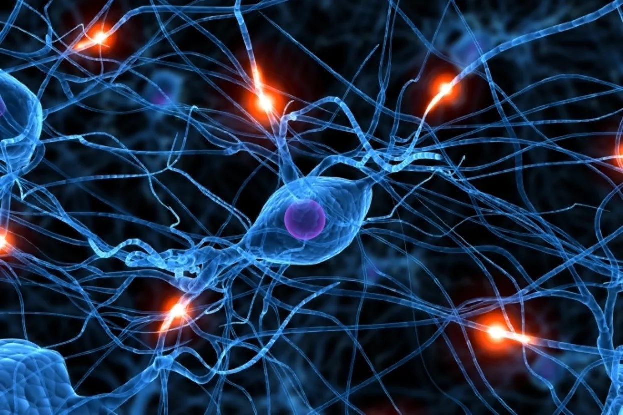 Ekonomist i političar, slično ženi i muškarcu, imaju različit mozak