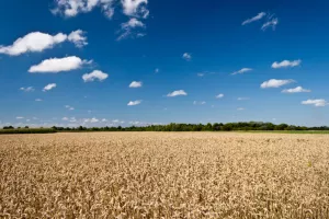 EU planira uvesti ograničenje korištenja usjeva za dobivanje biogoriva