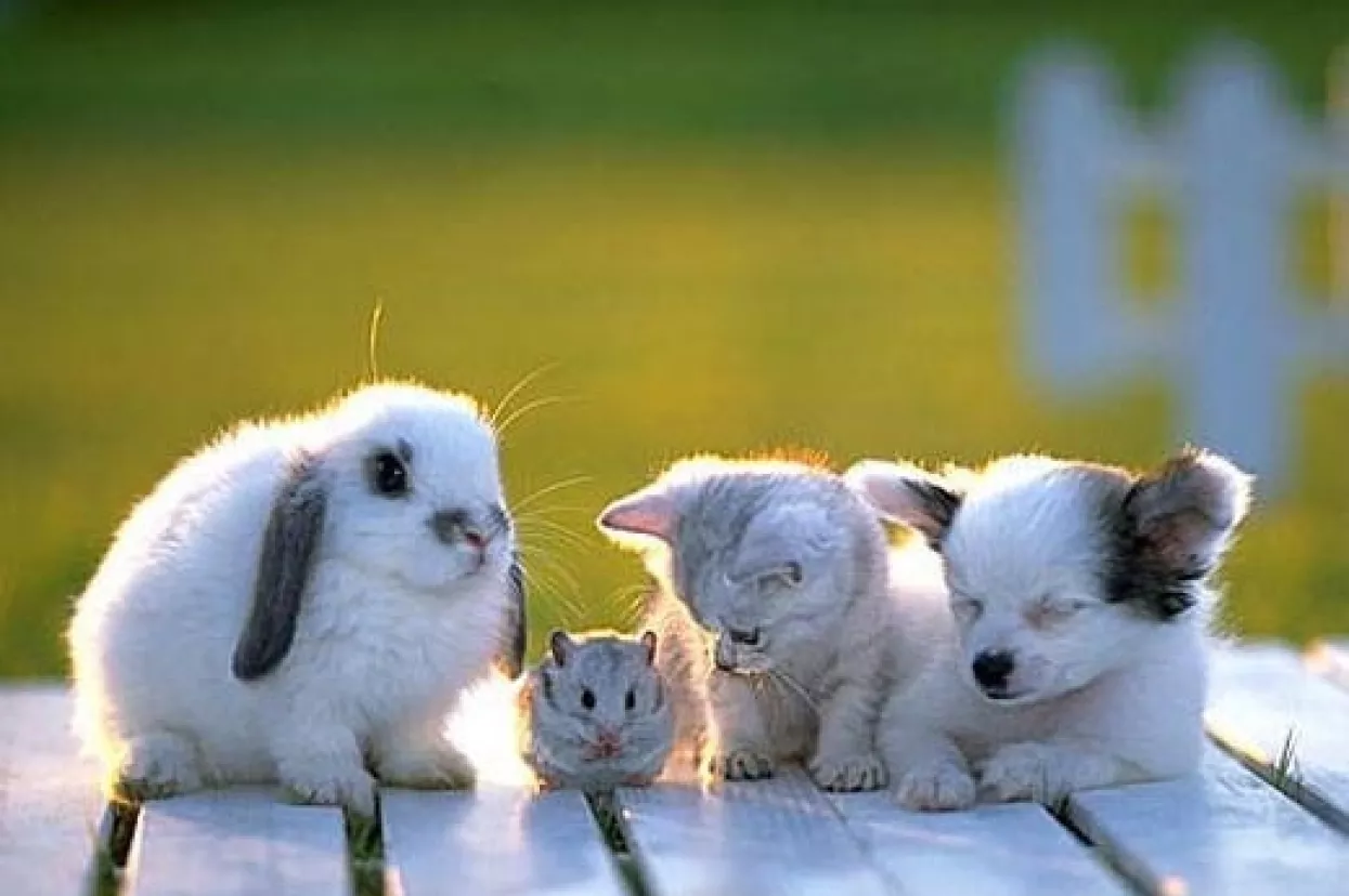 Allianz predstavio osiguranje kućnih ljubimaca