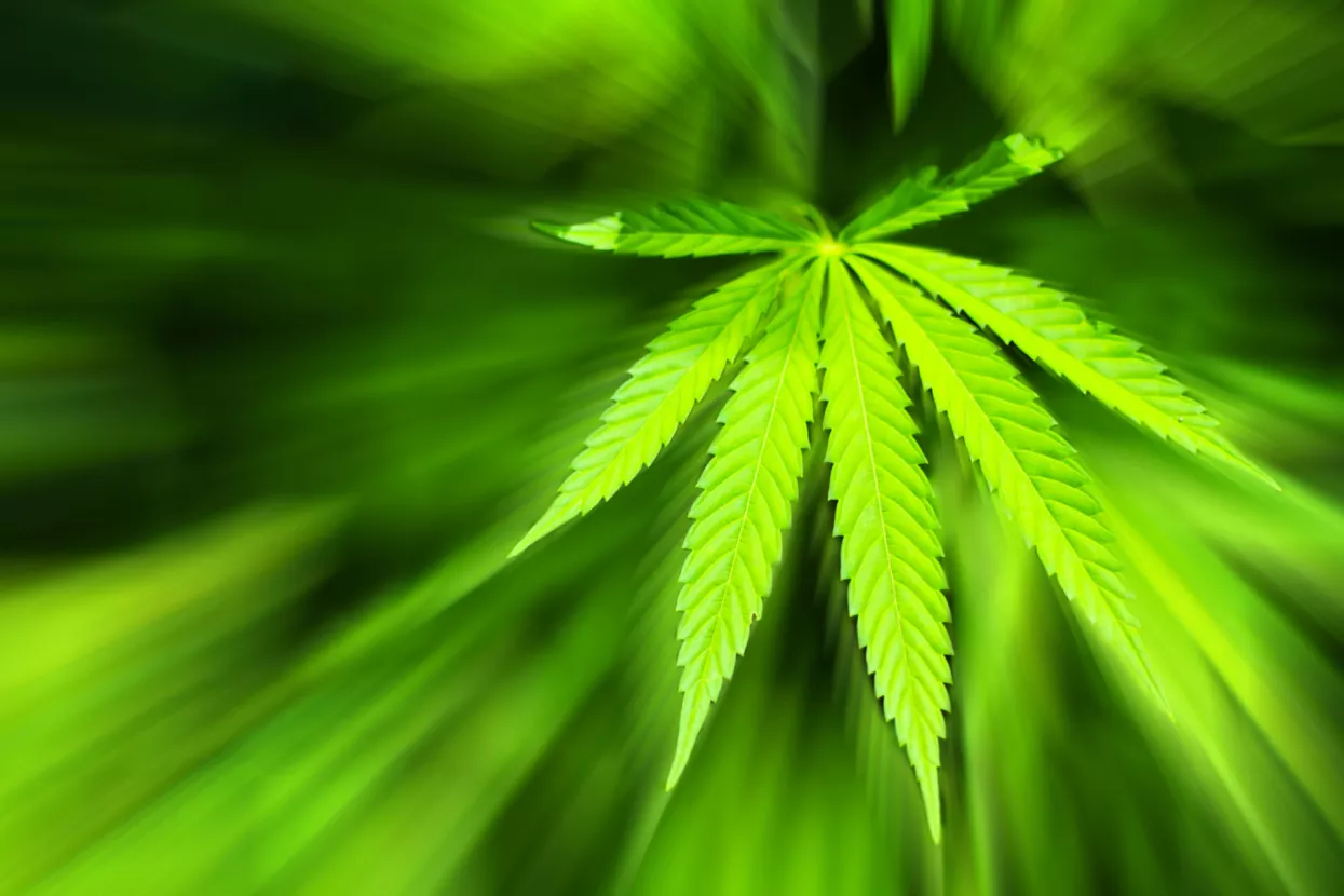 Legalizacija lakih droga i prostitucije