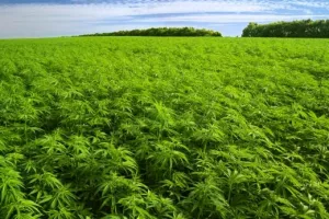 Uvjerljiva pobjeda ZA legalizaciju prostitucije i lakih droga