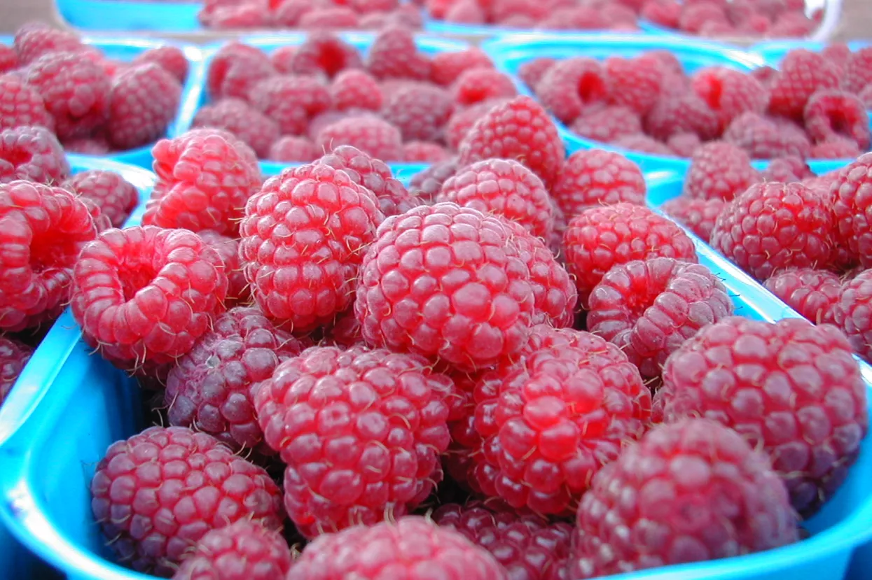 Izvozni hit BiH - maline