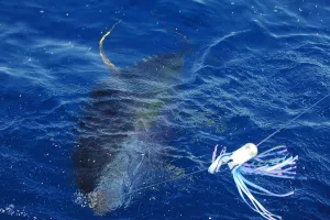 Tuna vrijedna 1,38 milijuna eura