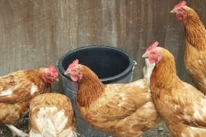 Ptičja gripa stajala kinesku peradarsku industriju 6,5 milijardi dolara