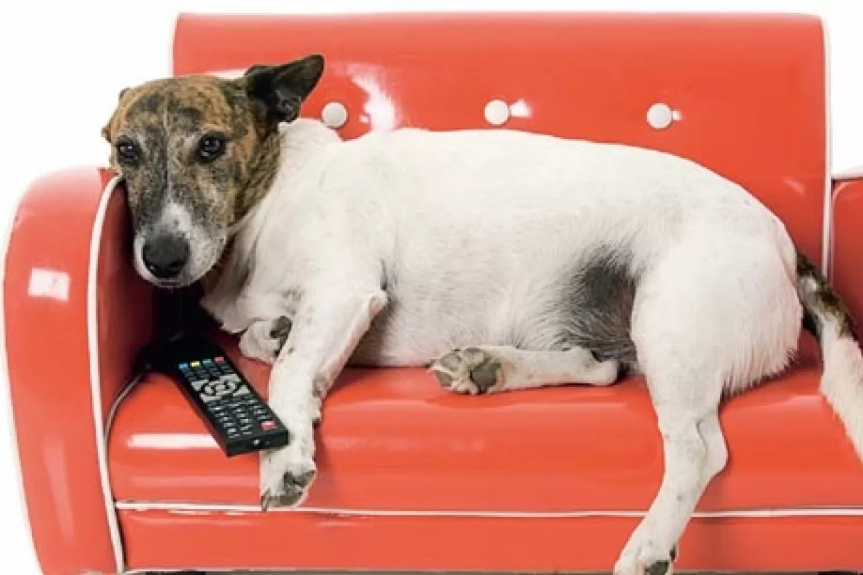 Dog TV - nova marketin&scaron;ka poslastica