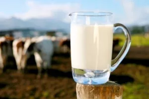 Proizvodnja mlijeka u godinu dana pala za trećinu!