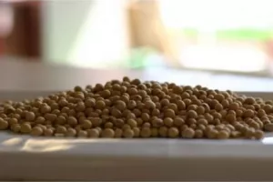 'GMO free' sojine sačme nema već dulje vrijeme