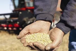 GMO: Članice same odlučuju o zabrani, ograničenju ili slobodnoj upotrebi