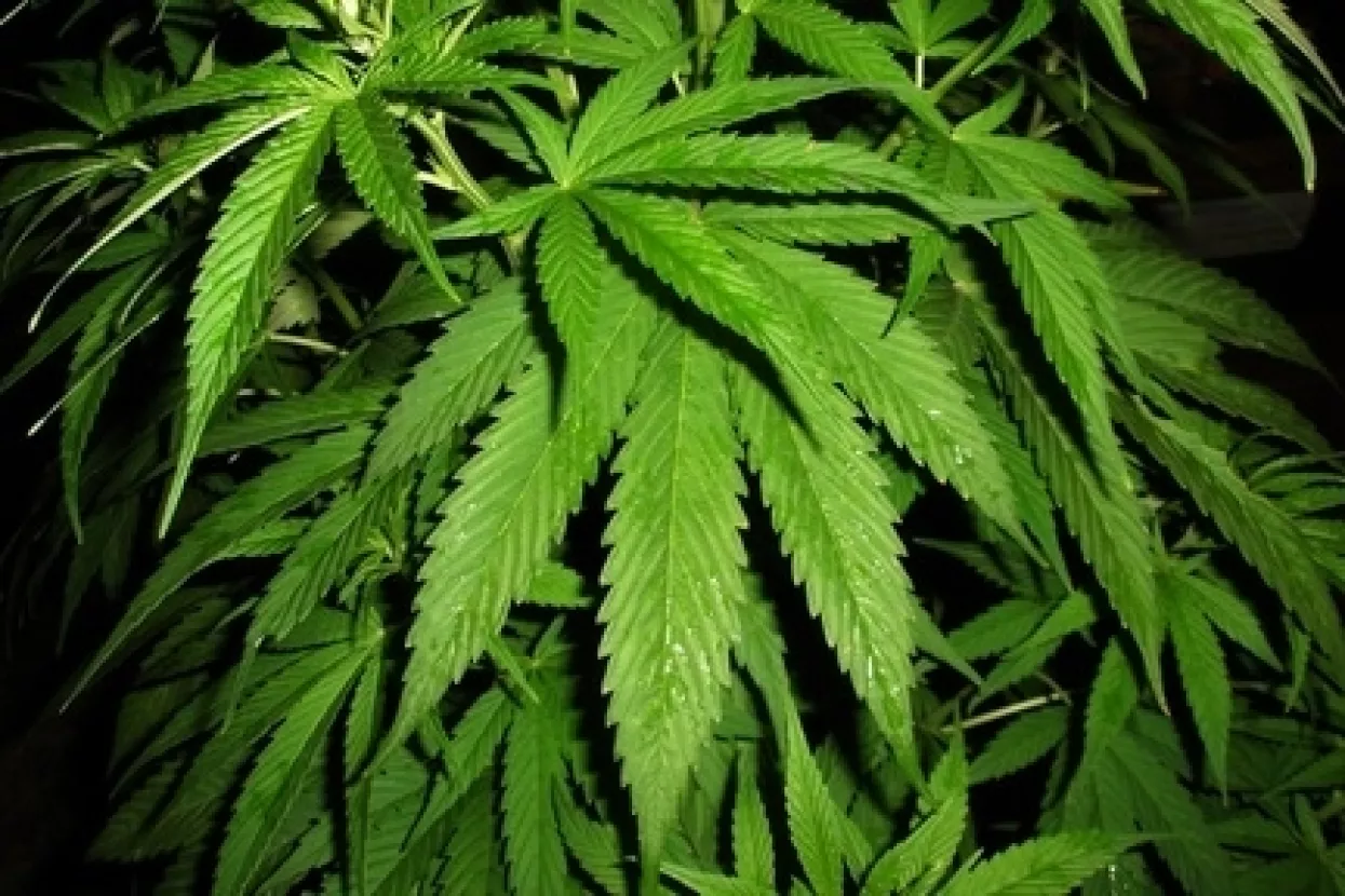 Marihuana se treba legalizirati isključivo u medicinske svrhe