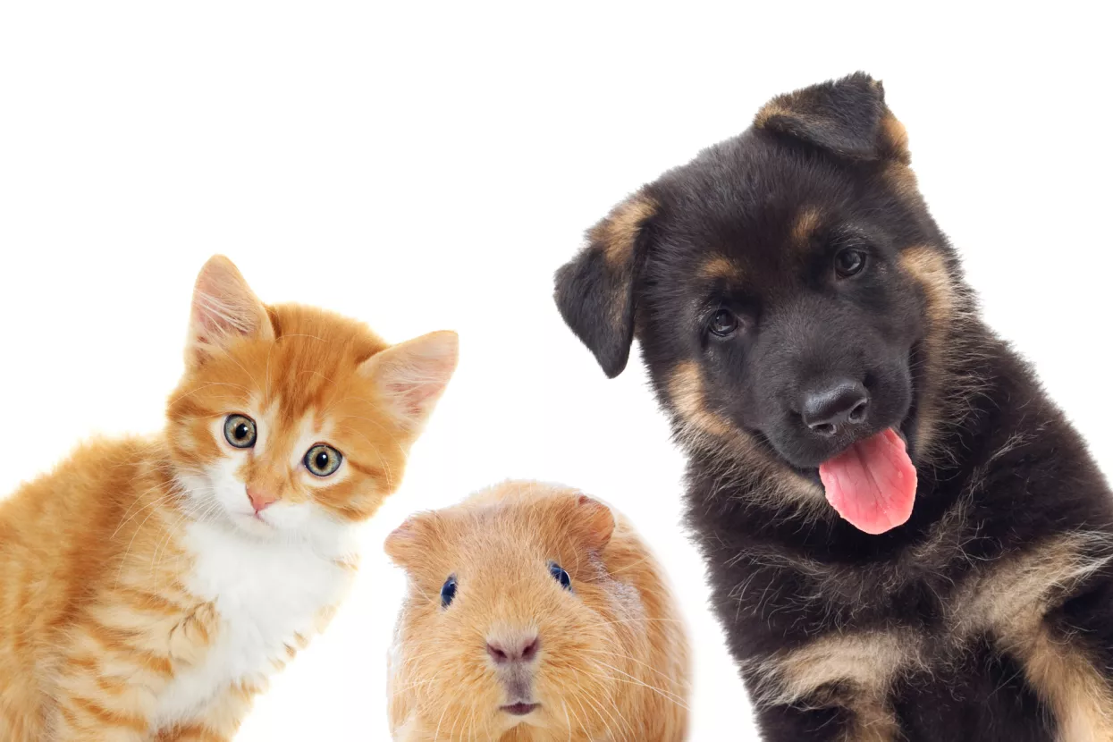 Kućni ljubimci: Mogu li i ja s tobom na more?