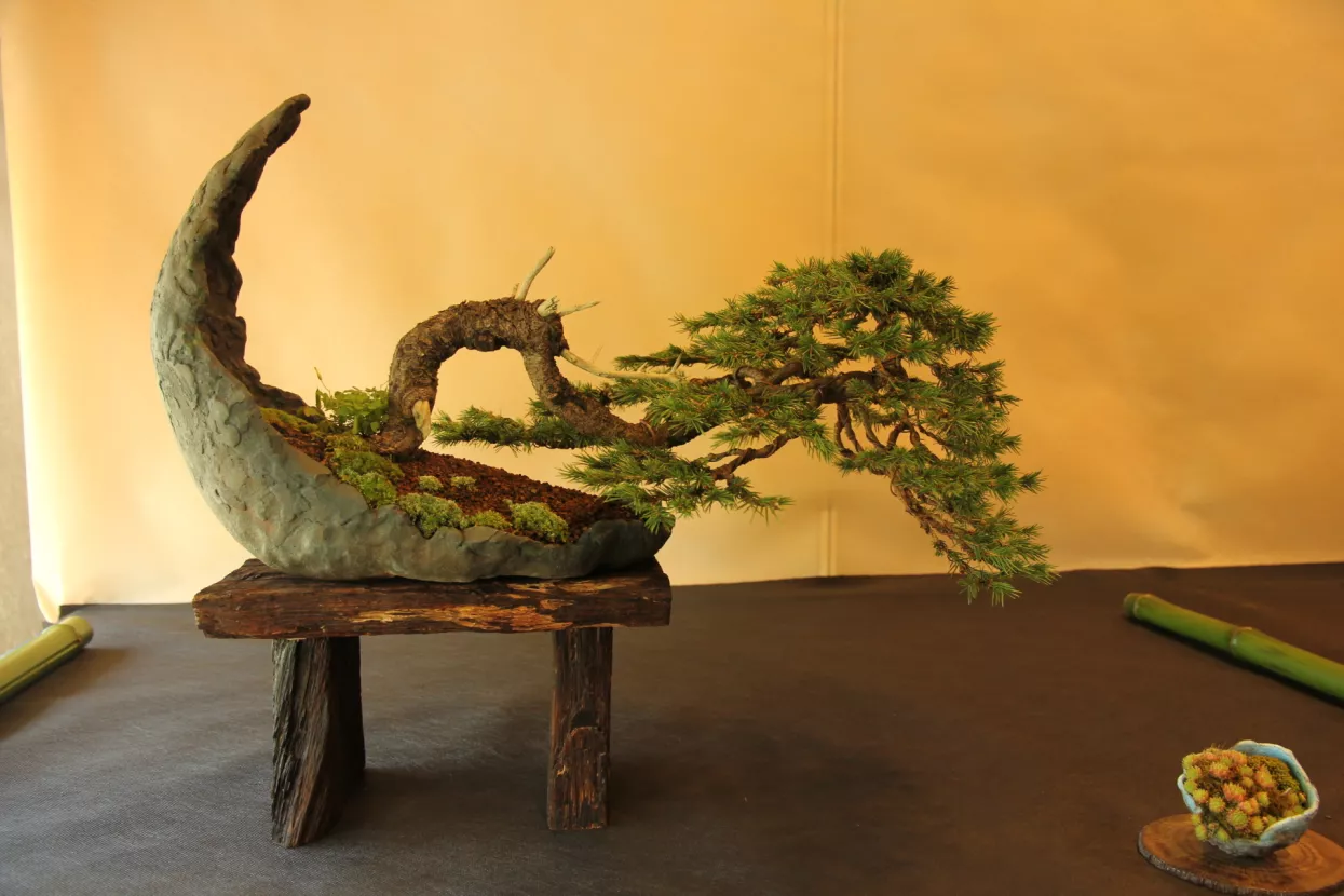Prvi hrvatski Bonsai Festival uskoro u Samoboru