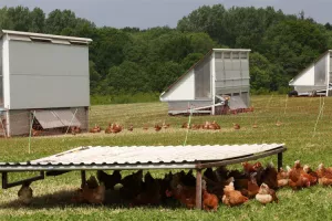 Hrvatska ostvarila najveći rast površina pod organskim uzgojem hrane u EU