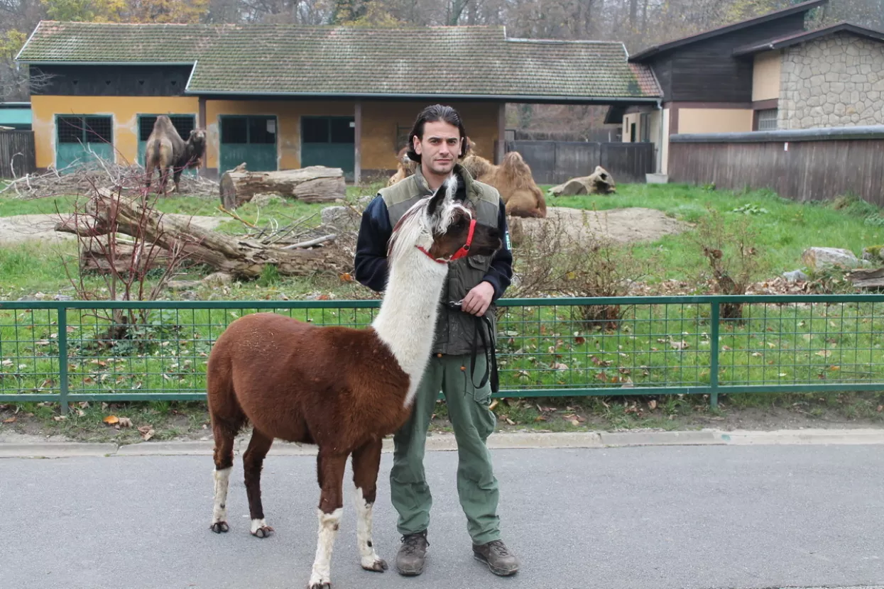 Alpaka Jasper čeka vas u adventskoj avanturi u zagrebačkom ZOO-u