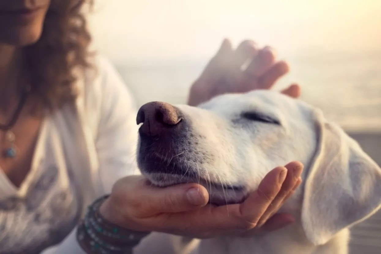 Pomozite, psi u Dumovcu trebaju dekice!