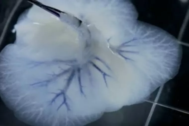 VIDEO: Budućnost je sada - liječnik Atala printa ljudske stanice, kosti i organe