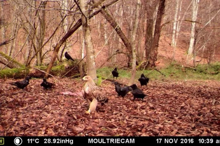 U Parku prirode Papuk snimljen za&scaron;tićeni kraljevski orao 'Auki58'
