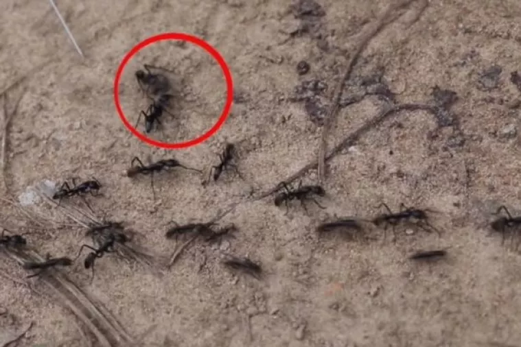 VIDEO: Mravi spa&scaron;avaju ranjene 'suborce', ali to ne rade zbog altruizma