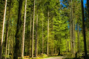 Za 'najljepše šume u Europi' 17 milijuna kuna iz Programa ruralnog razvoja