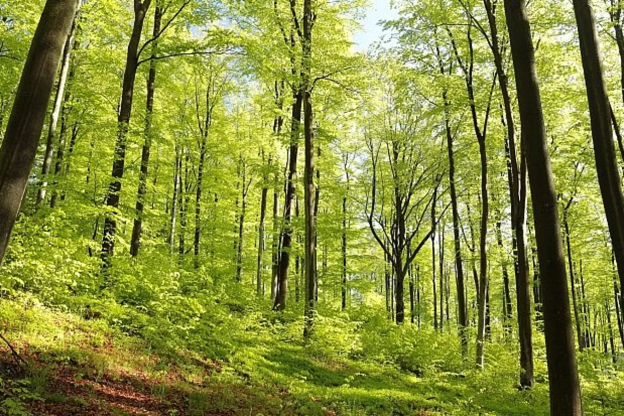 Iskonske bukove šume Sjevernog Velebita i Paklenice postale svjetska baština