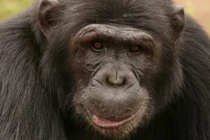 Svi u skloništu za životinje priželjkuju da Marcelino zaliječi slomljeno srce Cecilije