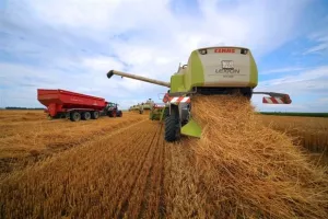 Pšenice urodila 39,8 posto slabije nego lani