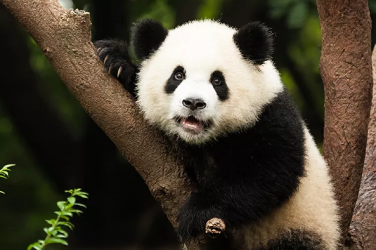 'Pubertetske mu&scaron;ice' pande u njemačkom ZOO-u odlučili liječiti seksom