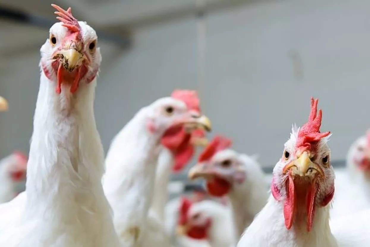 Dobra vijest za desetke milijuna kokica: Nestle će do 2020. koristiti samo jaja iz slobodnog uzgoja