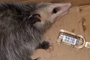 Radoznala oposumka strusila burbon i završila s teškim mamurlukom