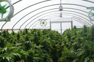 Kanadska industrija kanabisa prikupila 2 milijarde dolara investicija